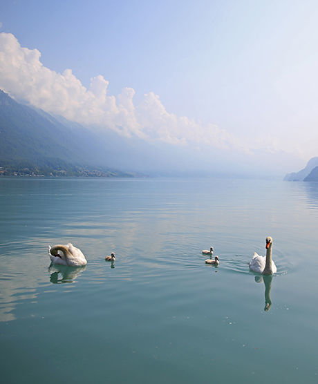 Page interne: Bienvenue au bord du Lac de Brienz